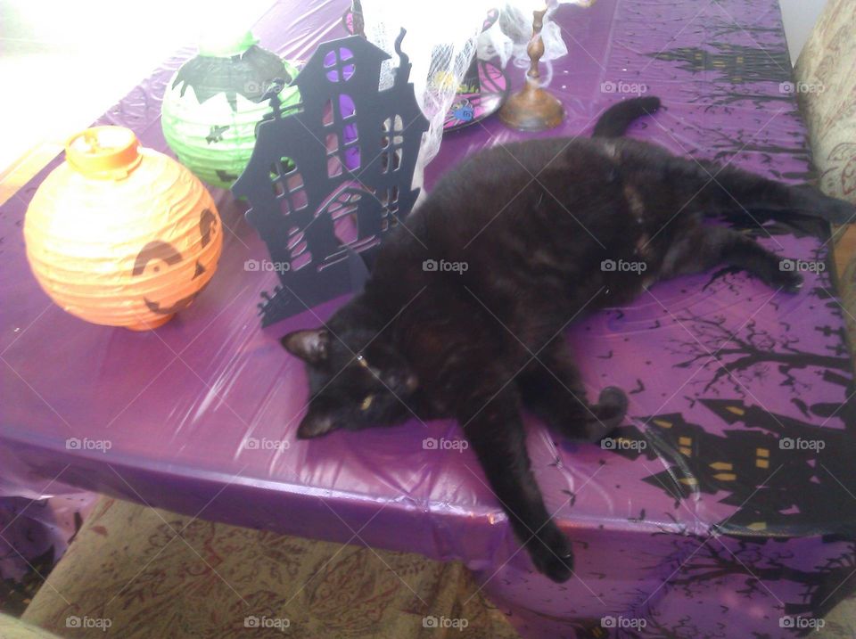 black cat on Halloween