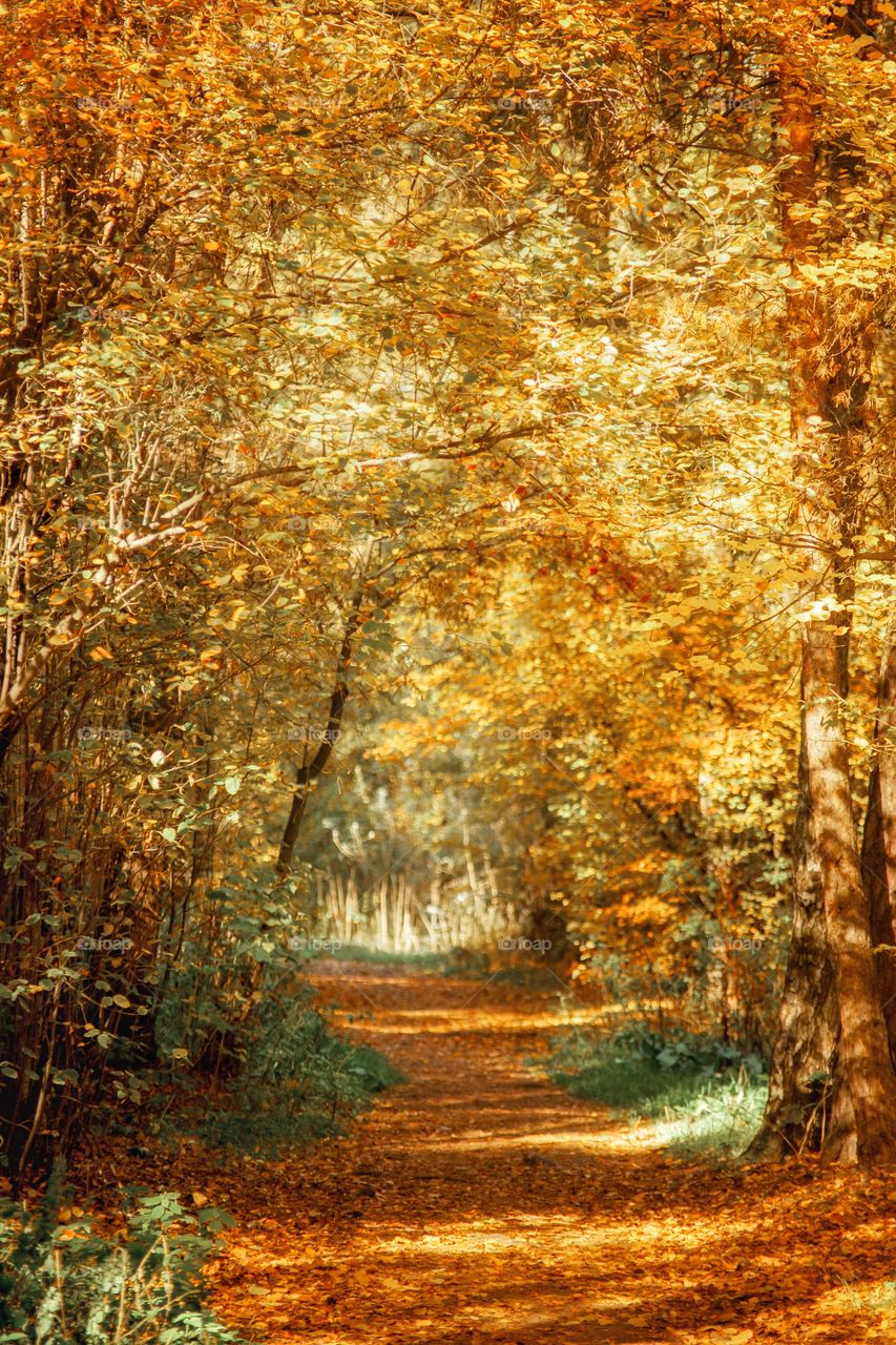 Autumn landscapes at sunny day 