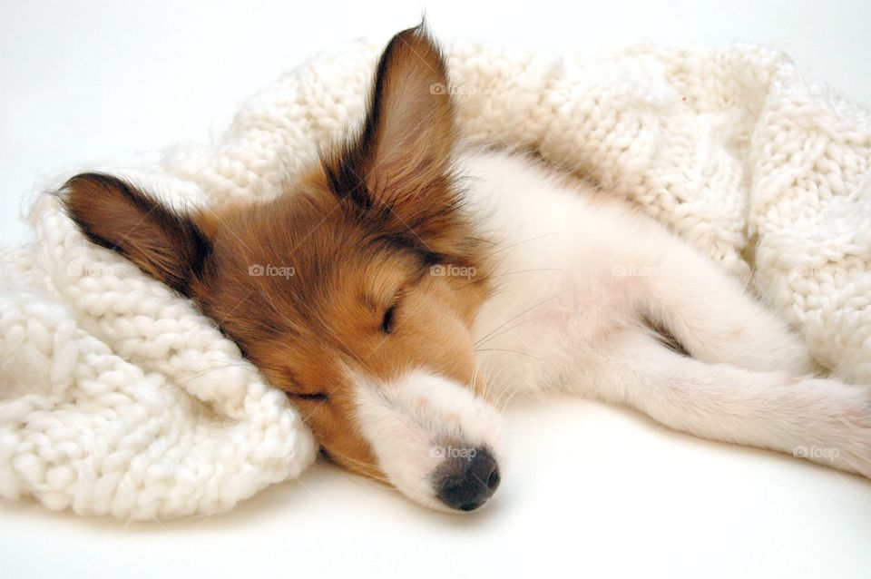 Sleeping Sheltie