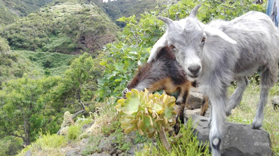 Canela and Morisca eating