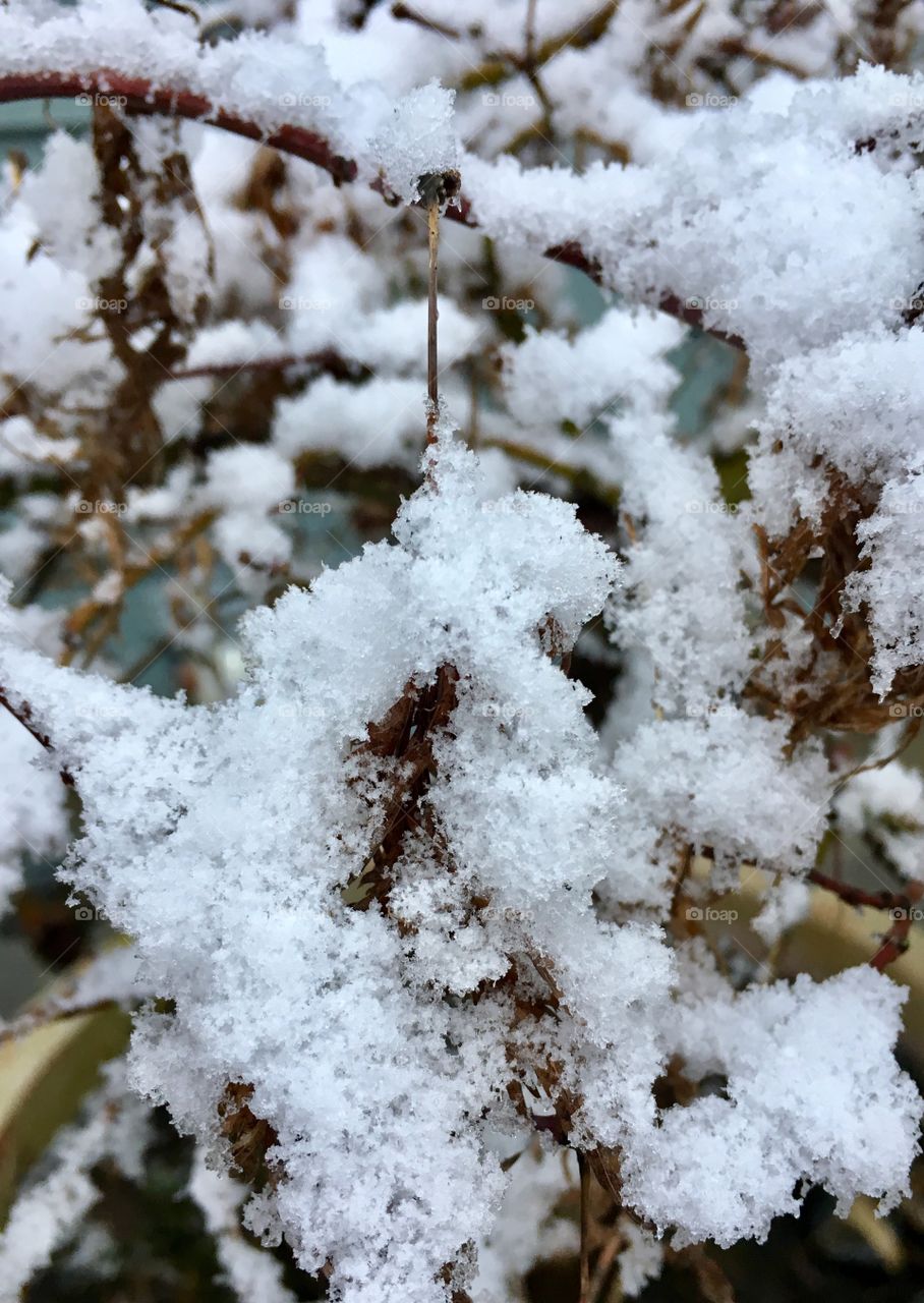 Snow on branches 4