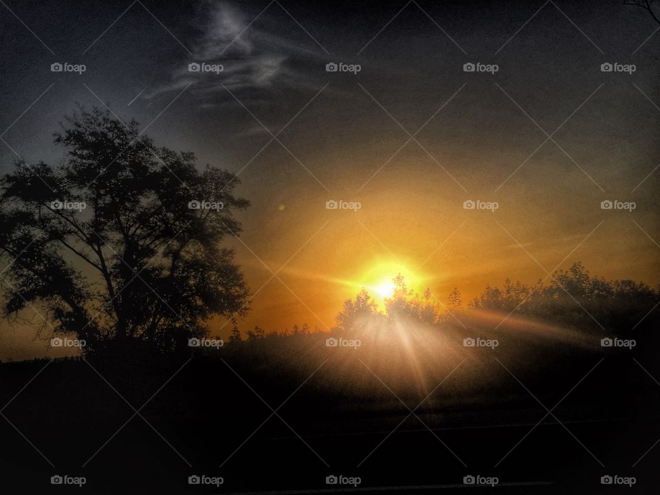 Silhouette of trees during sunset