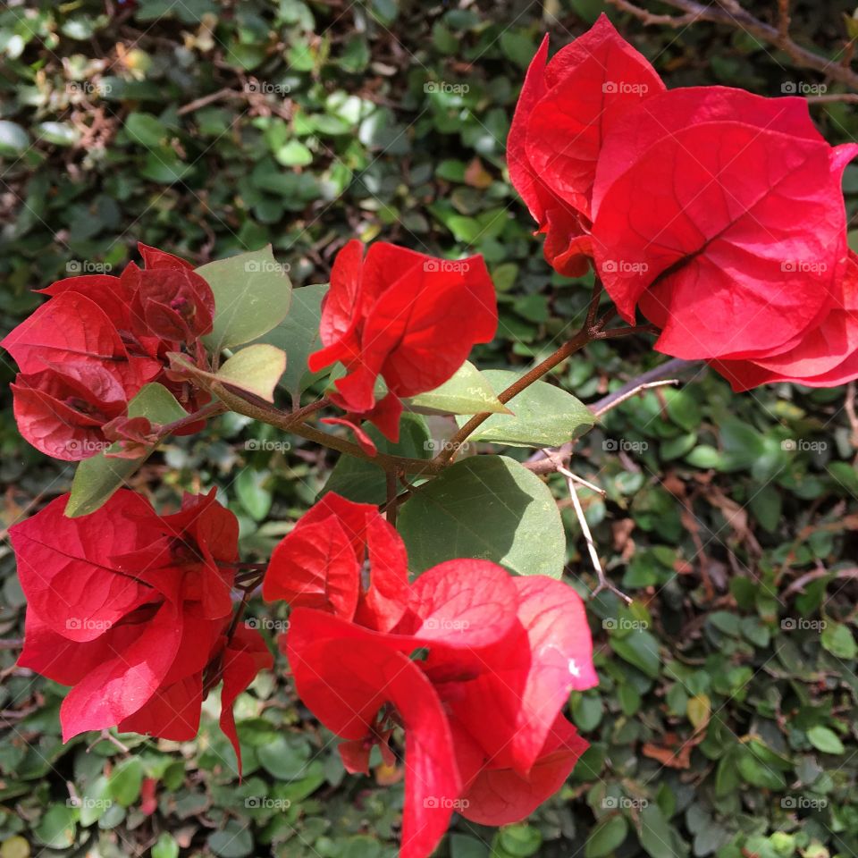 🌼#Flores do nosso #jardim, para alegrar e embelezar nosso dia!
#Jardinagem é nosso #hobby.
🌹
#flor #flowers #flower #pétalas #garden #natureza #nature #flora