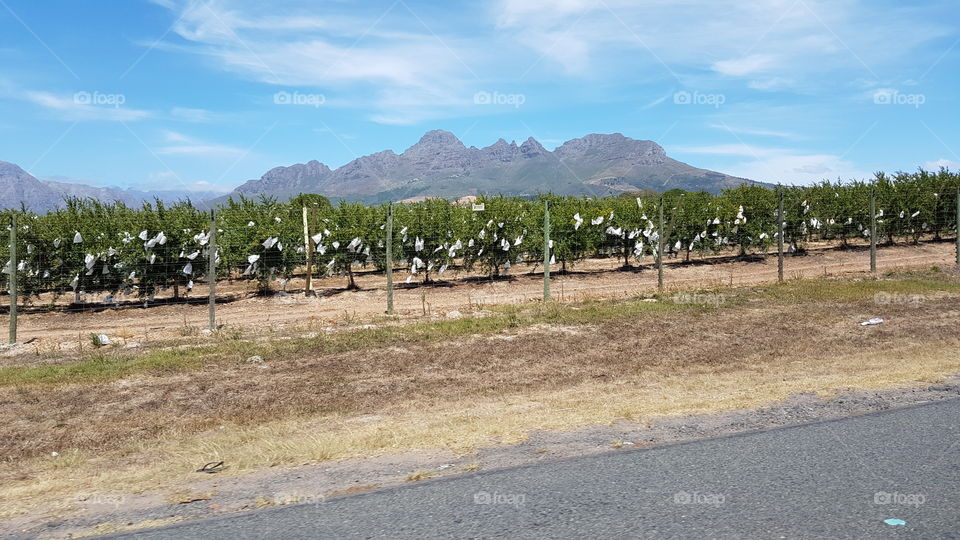 Table grapes are covered on the vine in Stellenbosch South Africa