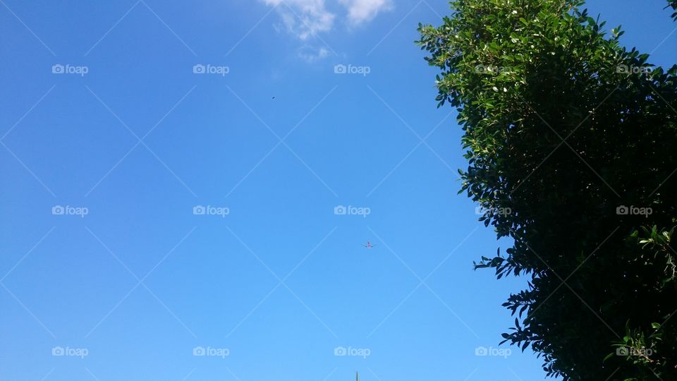 tree and sky ,green,blue