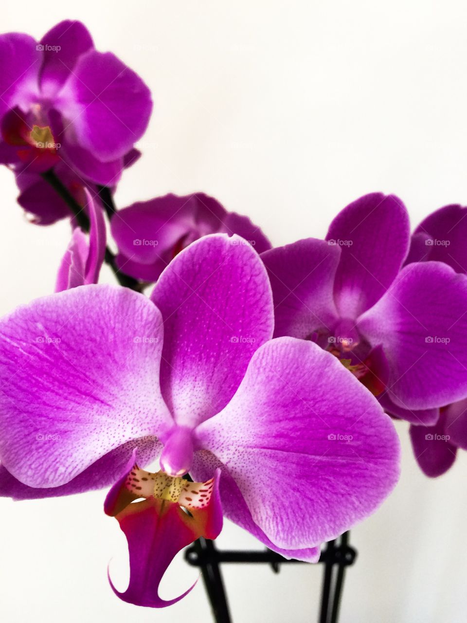 Orchid:)