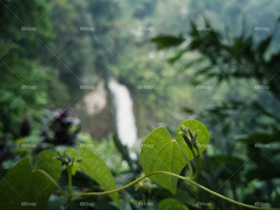 Green leaves and a waterfall