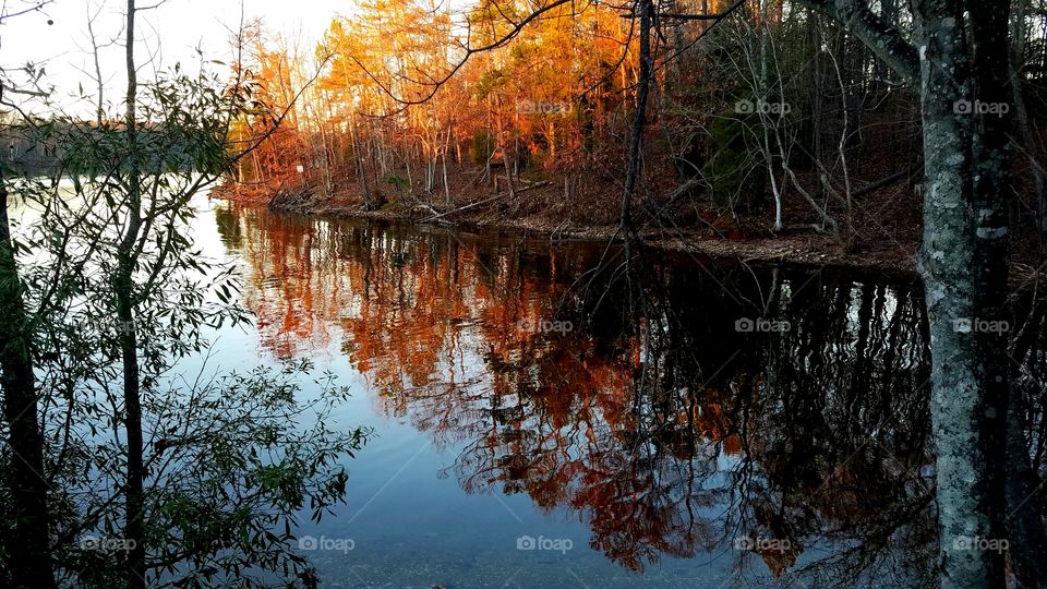 dawn light on trees by the