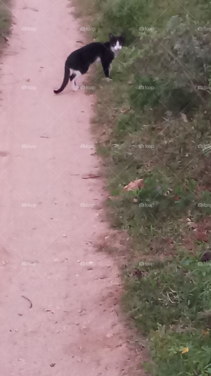 The cate is raiding outside and besutyfull