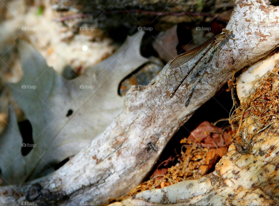 dragonfly hidden on a fallen branch.