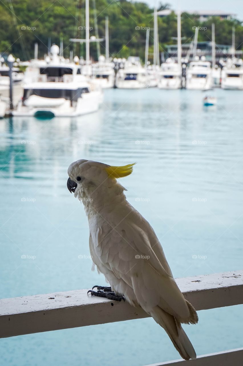 Solo cockatoo and the beautiful blue backdrop of Hamilton Island Marina, Whitsundays, Australia 