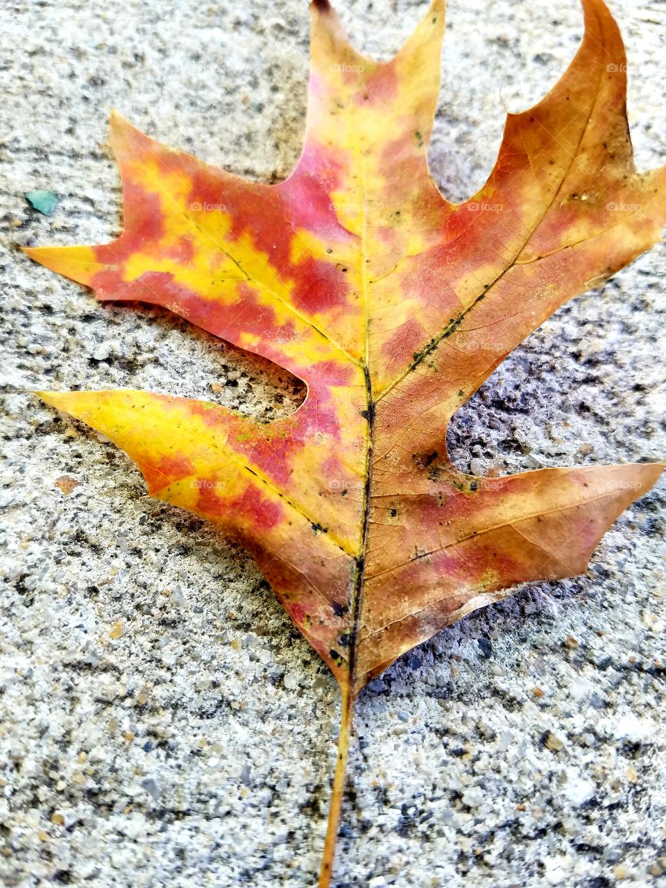 Fall Leaf