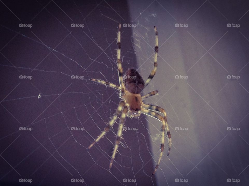Spider
