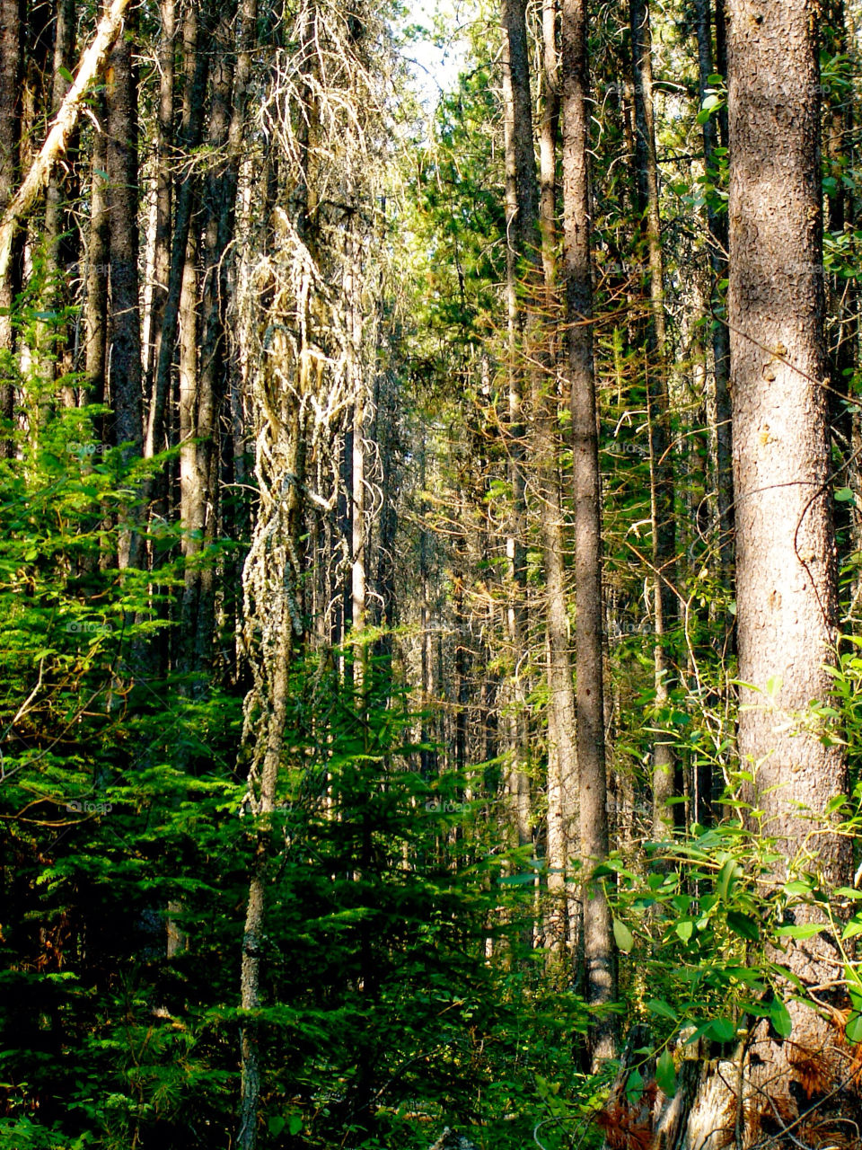 tree trees forest woods by refocusphoto