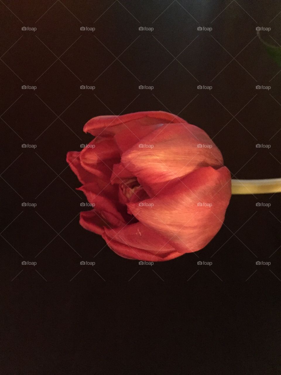 Tulip