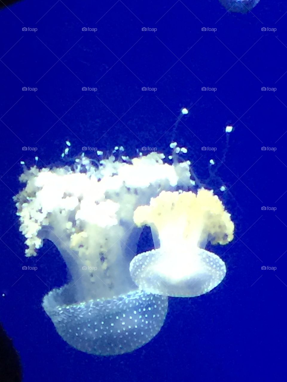 White Jellyfish