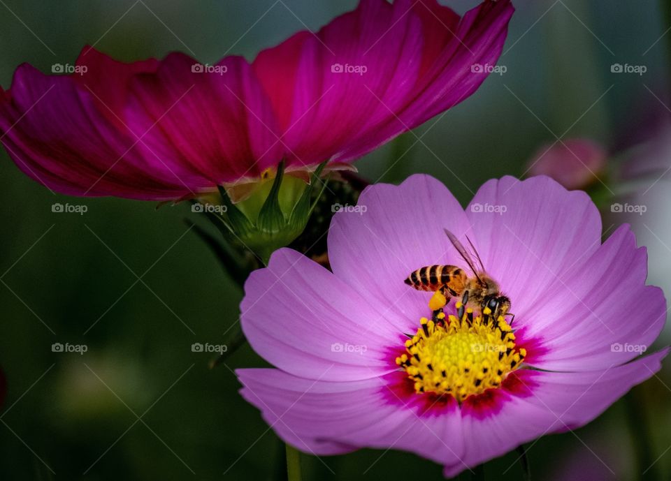 Beauty and the bee so sweet color