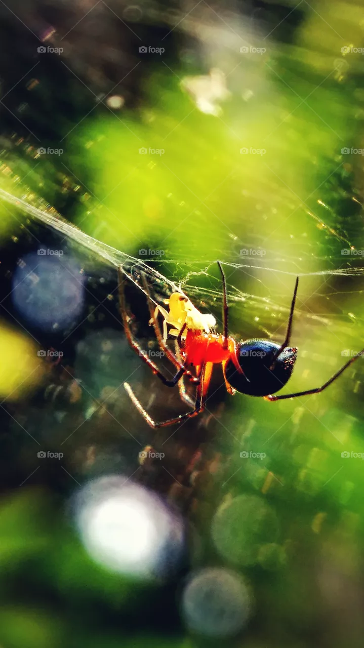 Spider