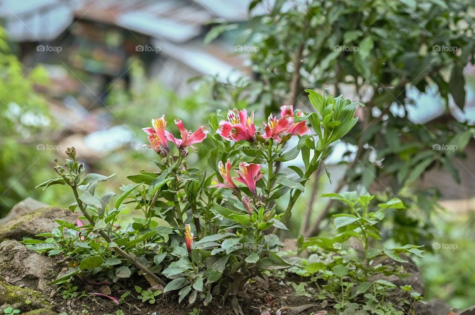 Alstroemeria in the backyard kitchen garden