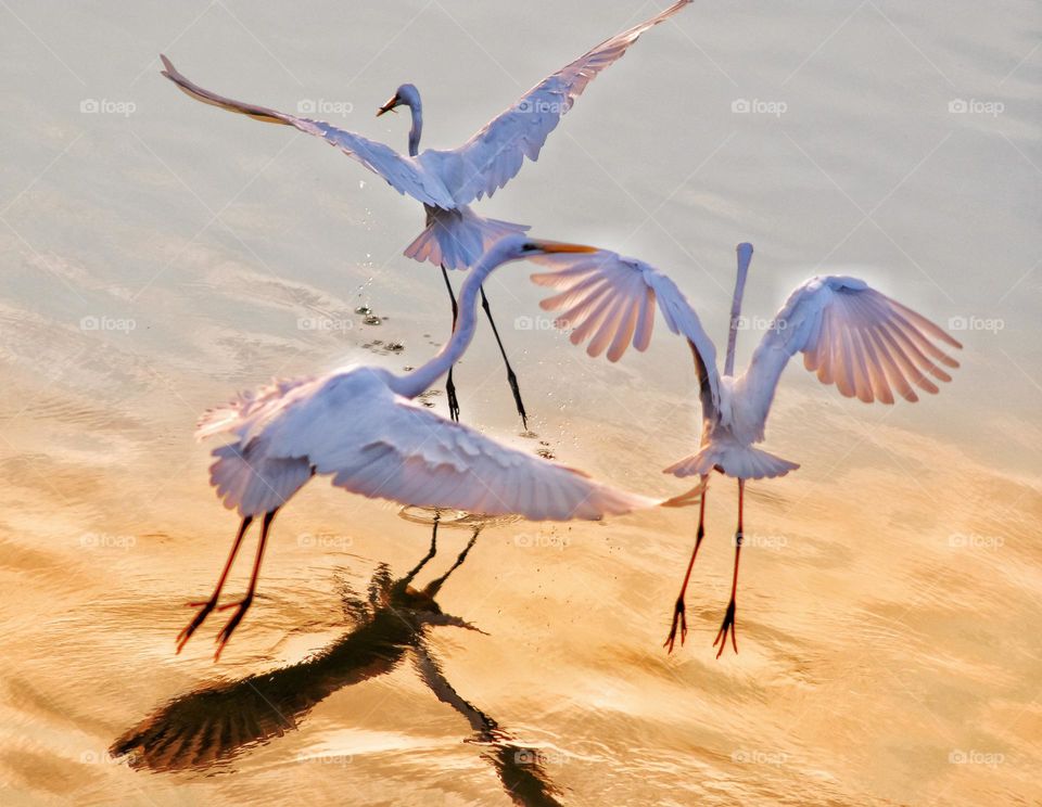 Sunset blue white herons