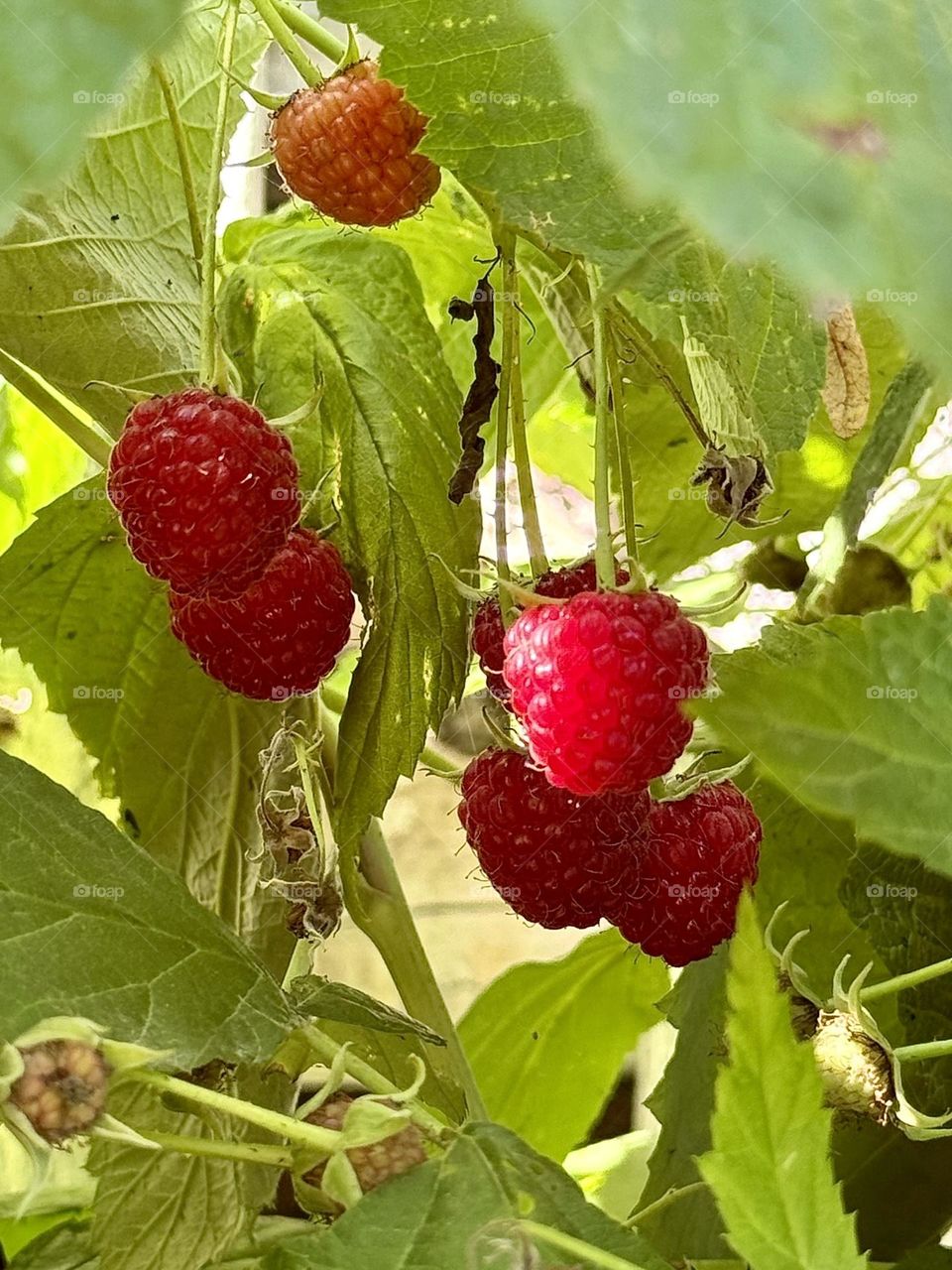 My favorite summer snack 💘