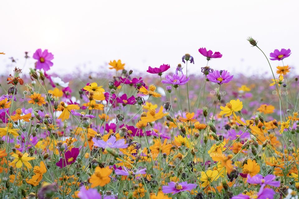 Chaing Rai/Thailand-Febuary 16 2019:Colorful flowers field at Singha Park