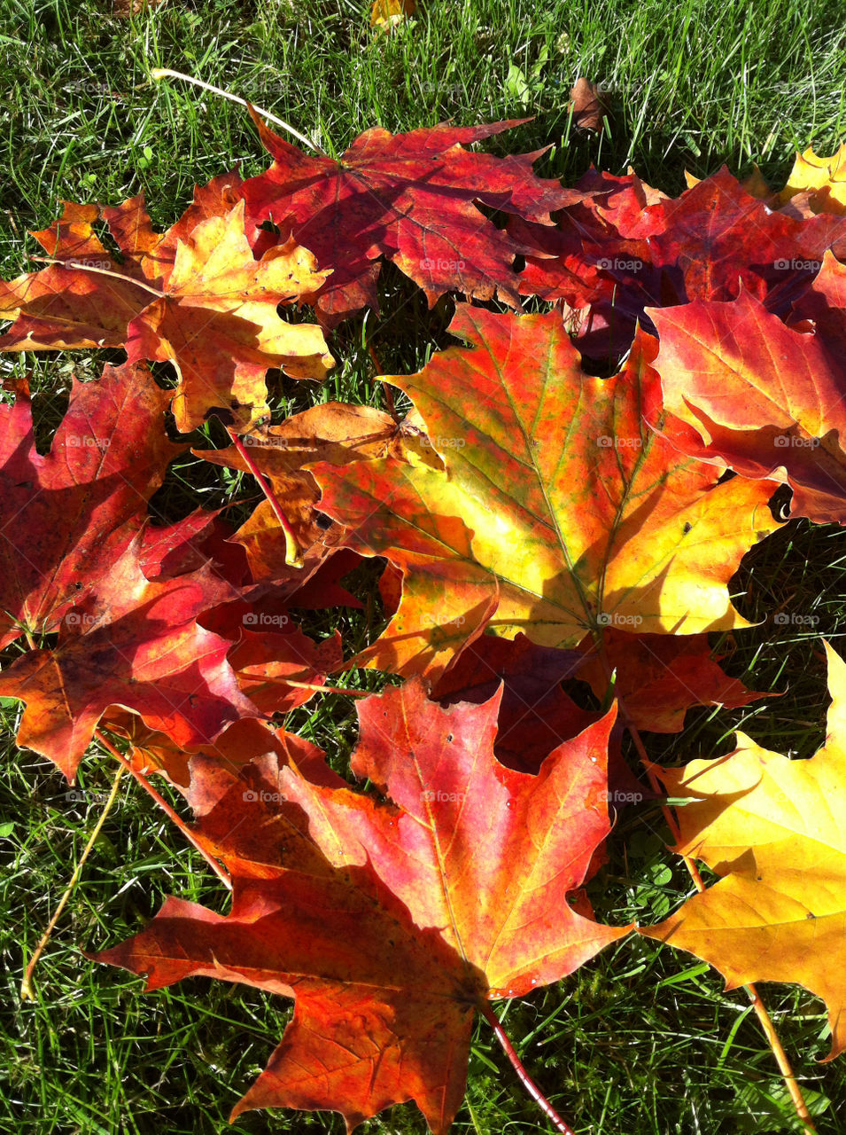 autumn löv leafs röd by ingalena