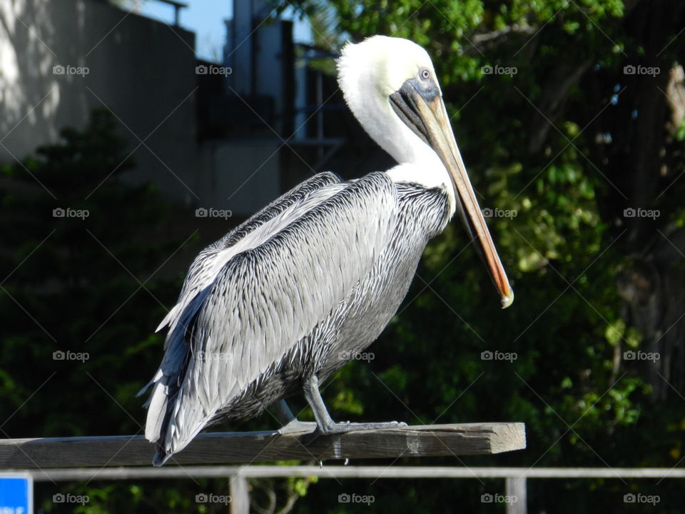 Florida Pelican