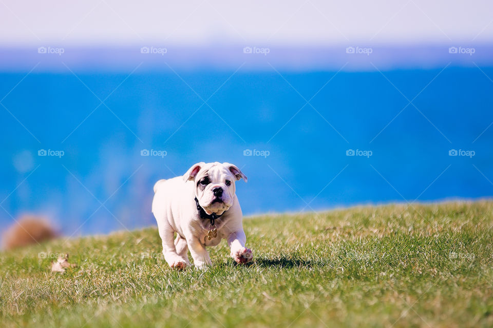 White bulldog running on grassy field