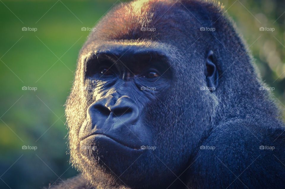 Gorilla at Valencia Bioparc