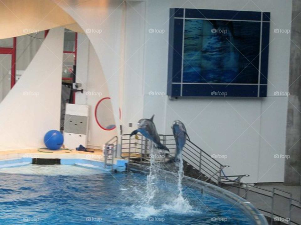 Dolphins jumping in the air