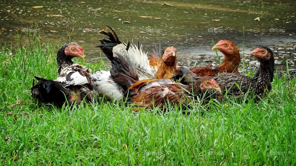 chickens life  in nature. chicken life in the green grass 