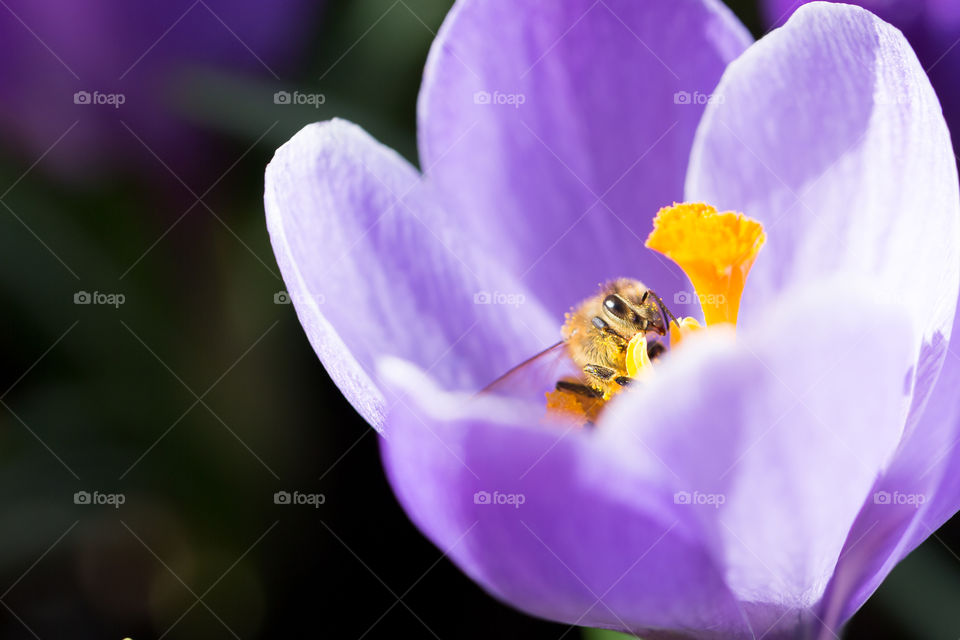Closeup on bee collecting nectar from lilac crocus flower, zoomed-in