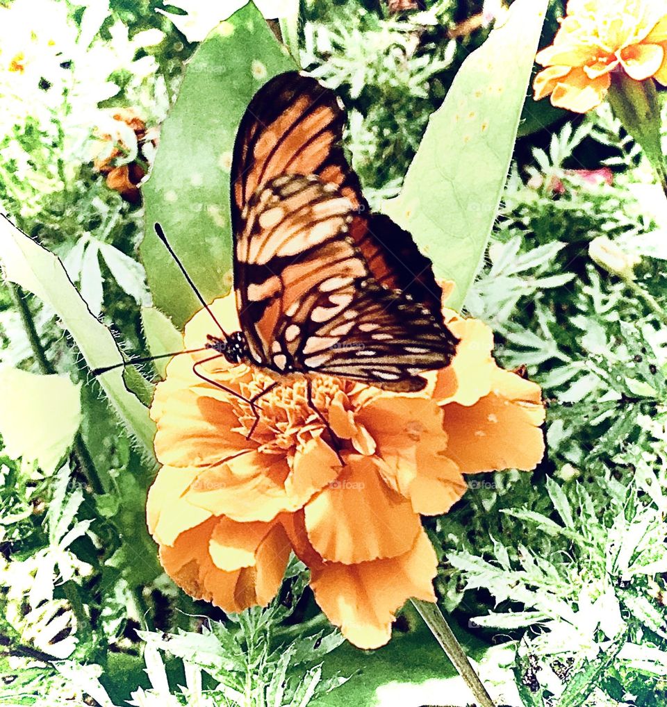 A small butterfly showing all its beauty.  Micro and macro allow you to shoot! / Uma pequena borboleta mostrando toda a sua beleza. O micro e o macro permitem-se fotografar!