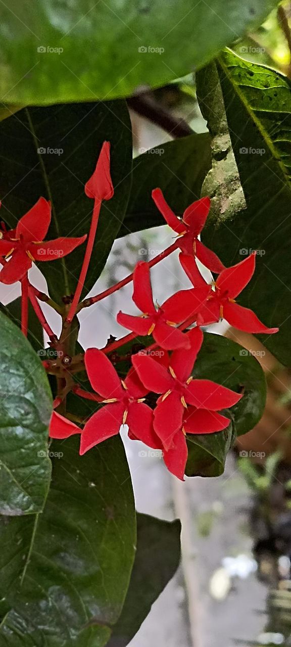 The red green combination is the best friendly combination that God has selected perfect eye catching material. that no one can beat.