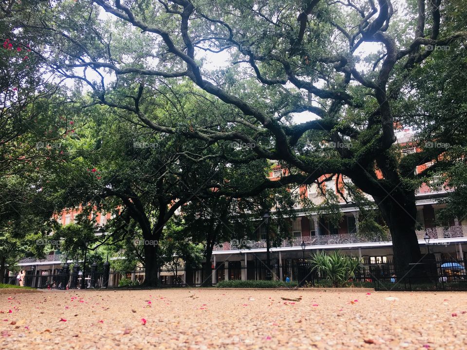 Large, old crooked tree in courtyard in the summer. 