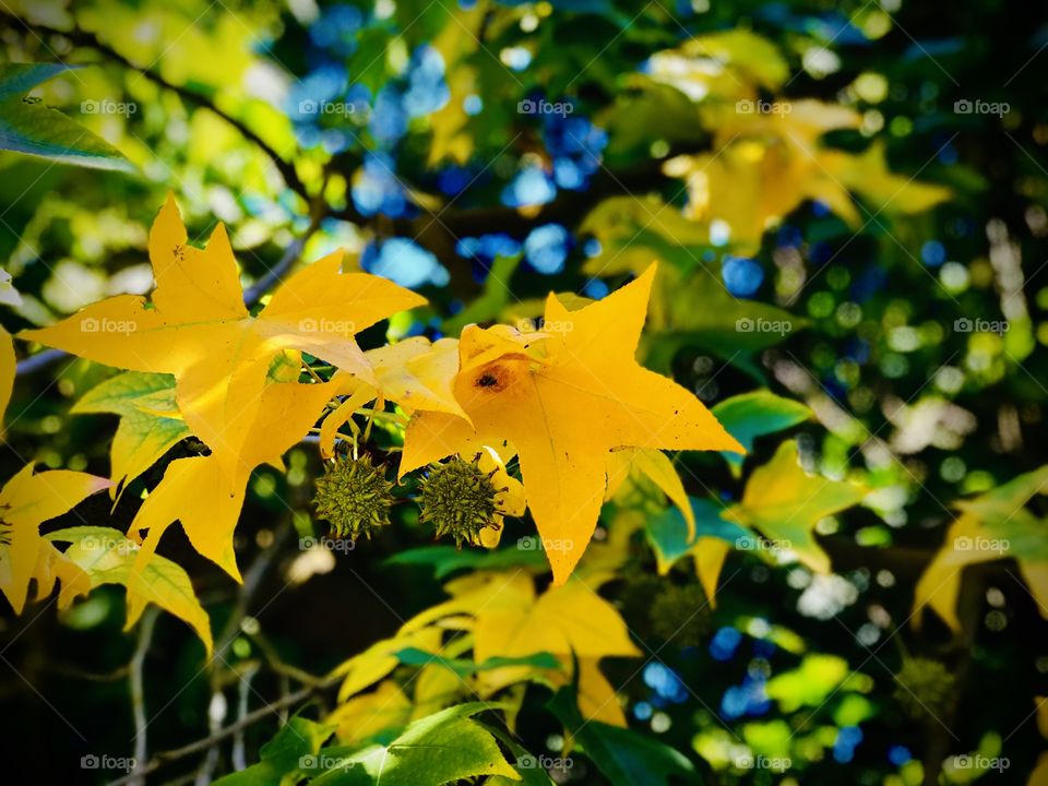 The maple tree is changing colors