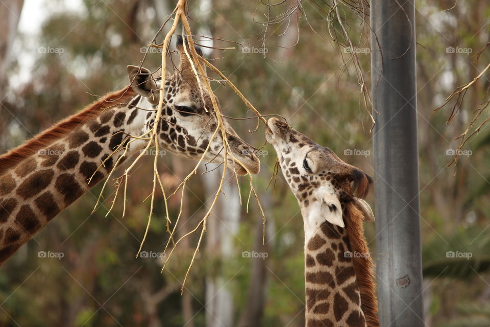 Giraffe baby eating