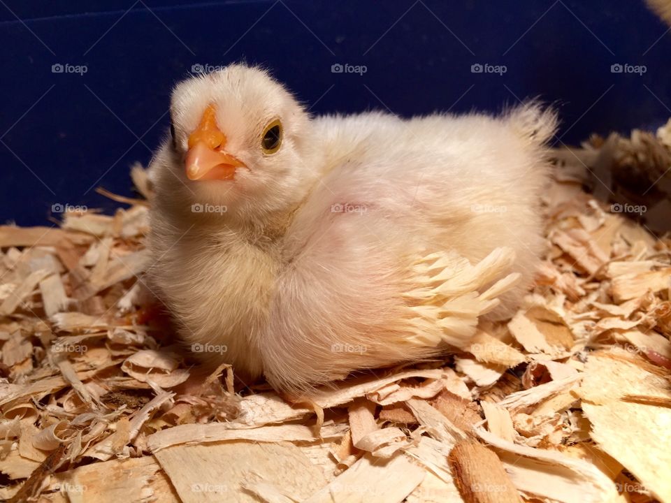 Baby chicken 