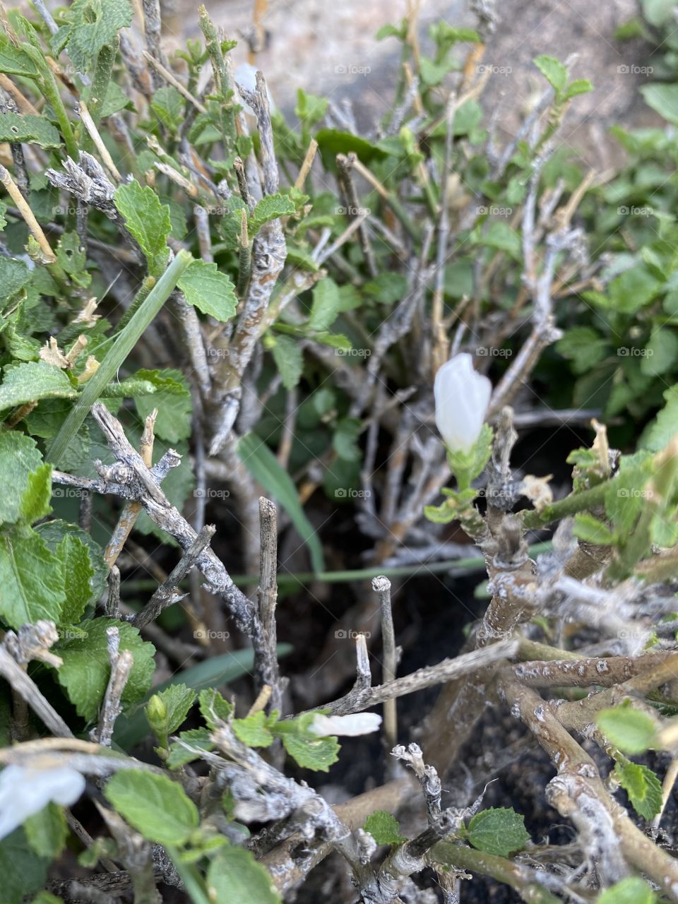 Taif mountains ⛰ rocks ,desert , amazing herbal 