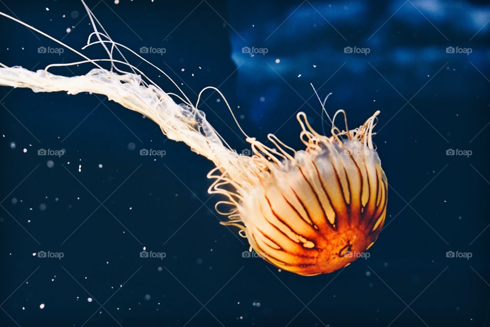 Jellyfish 