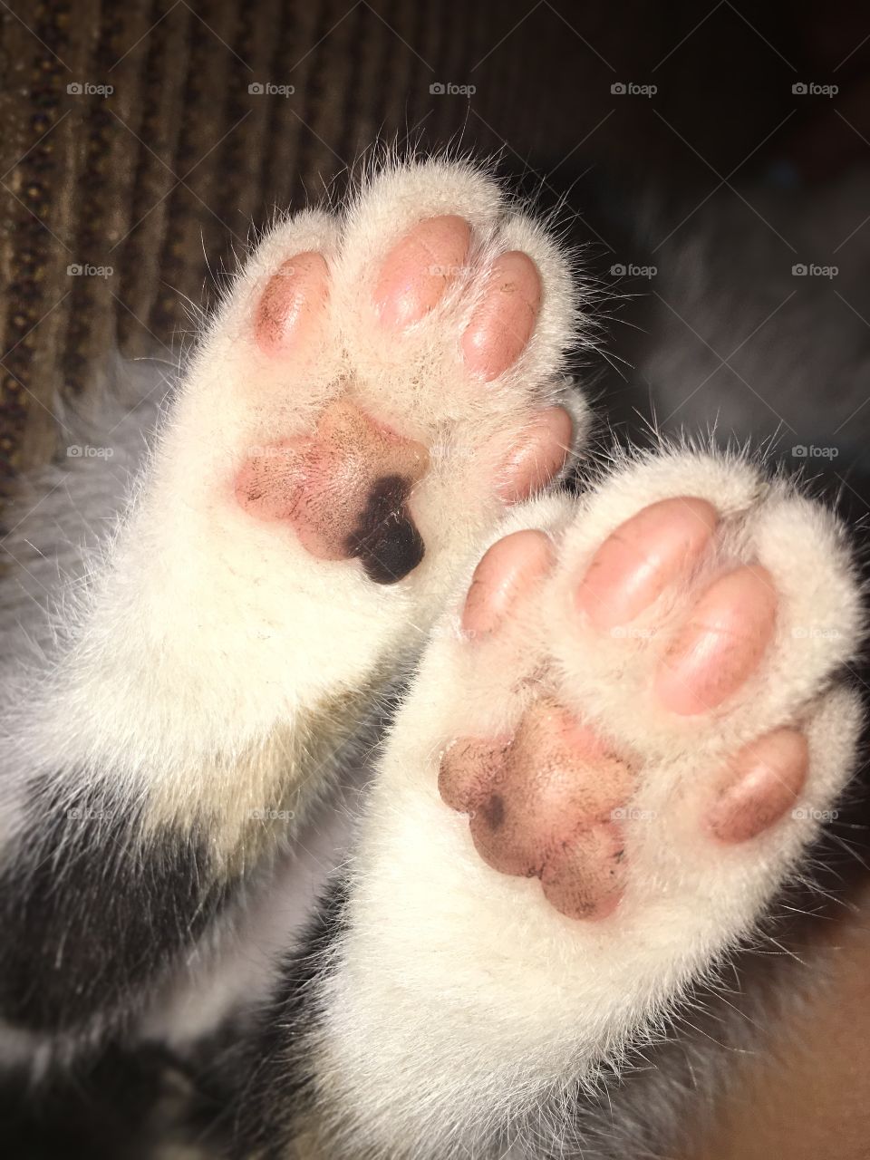 Kittys pink paws 