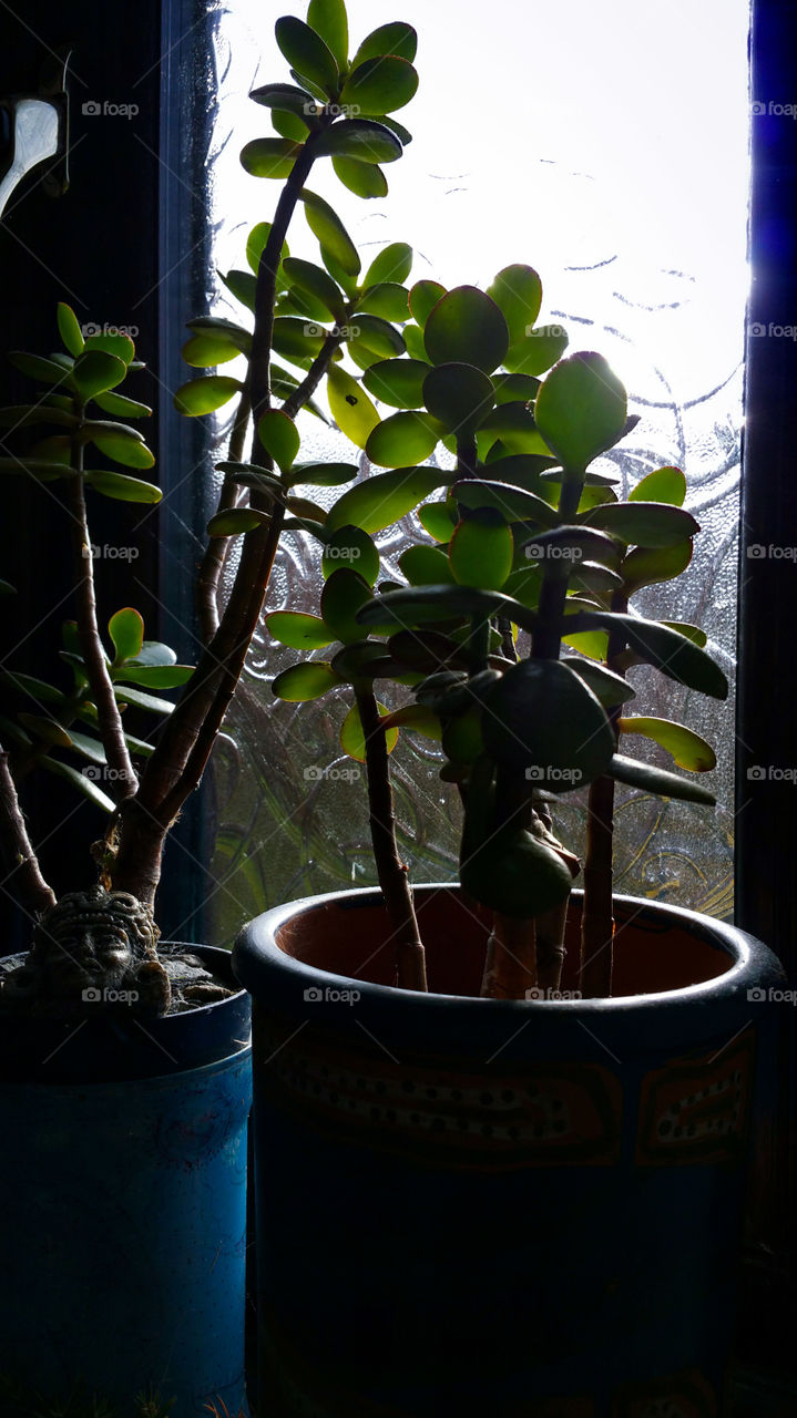 Crassula plants in a pot