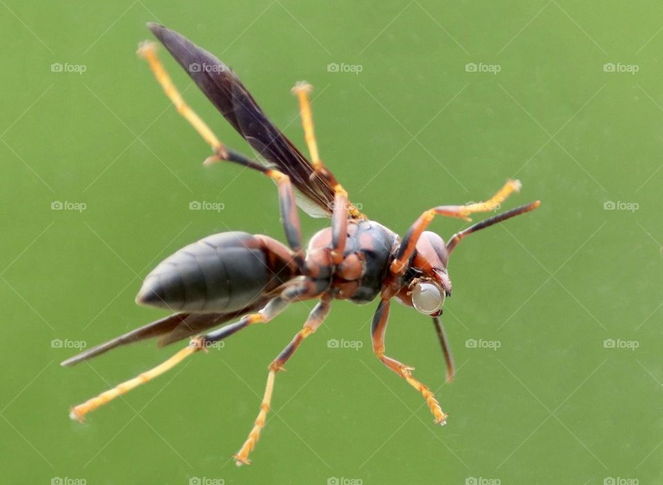 Wasp blowing a bubble viewed from underneath 