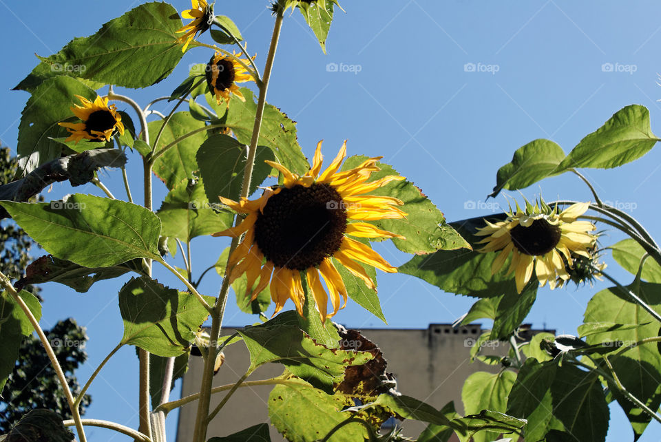 sunflower
