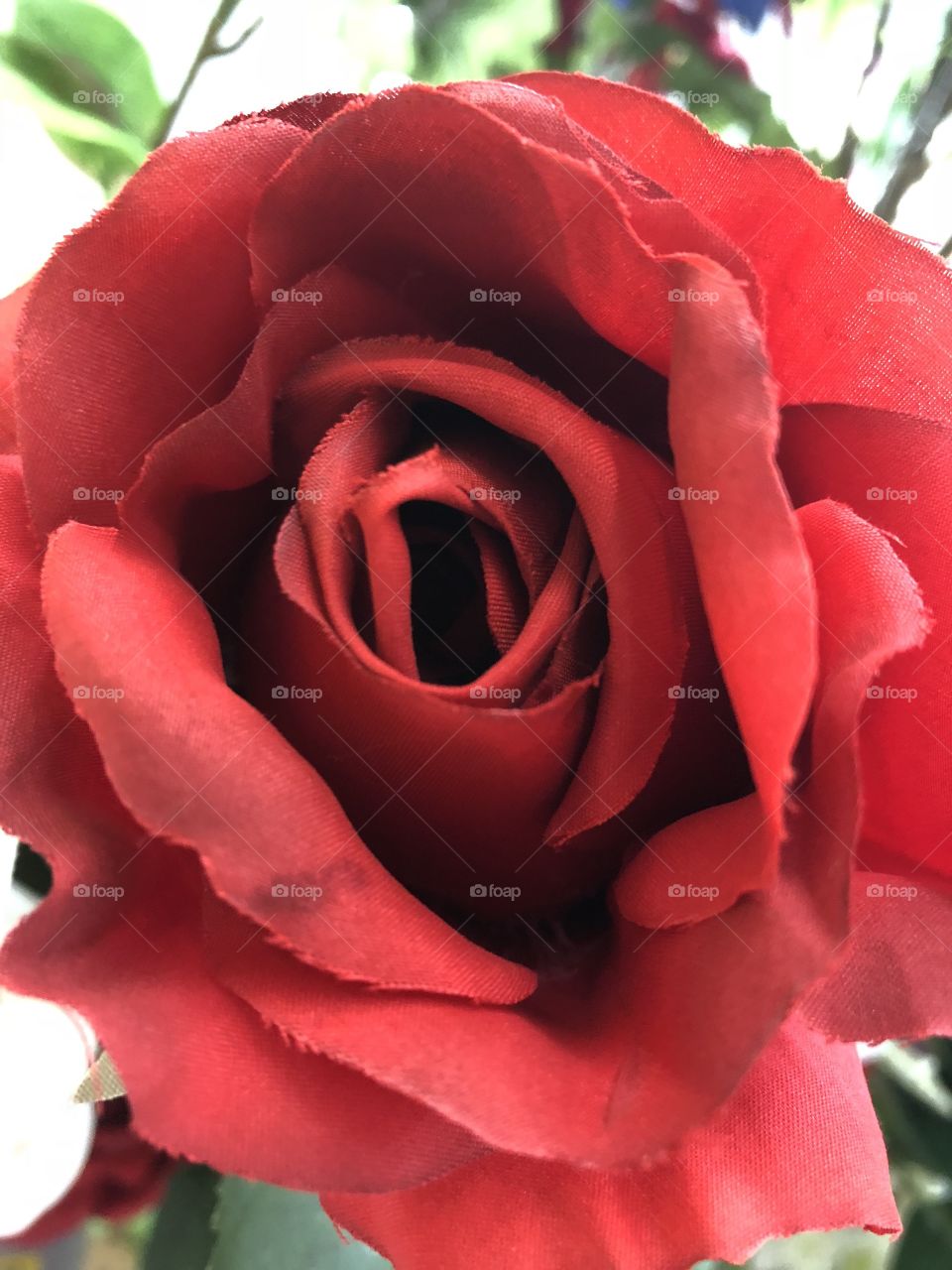 Beautiful single rose