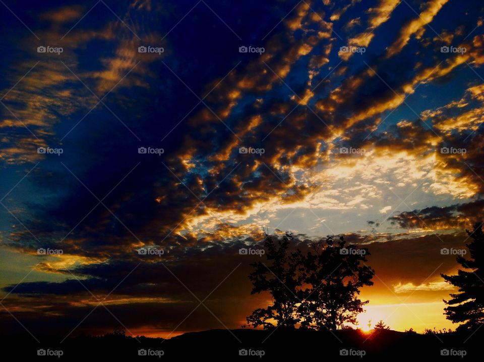 Silhouette of trees at sunset