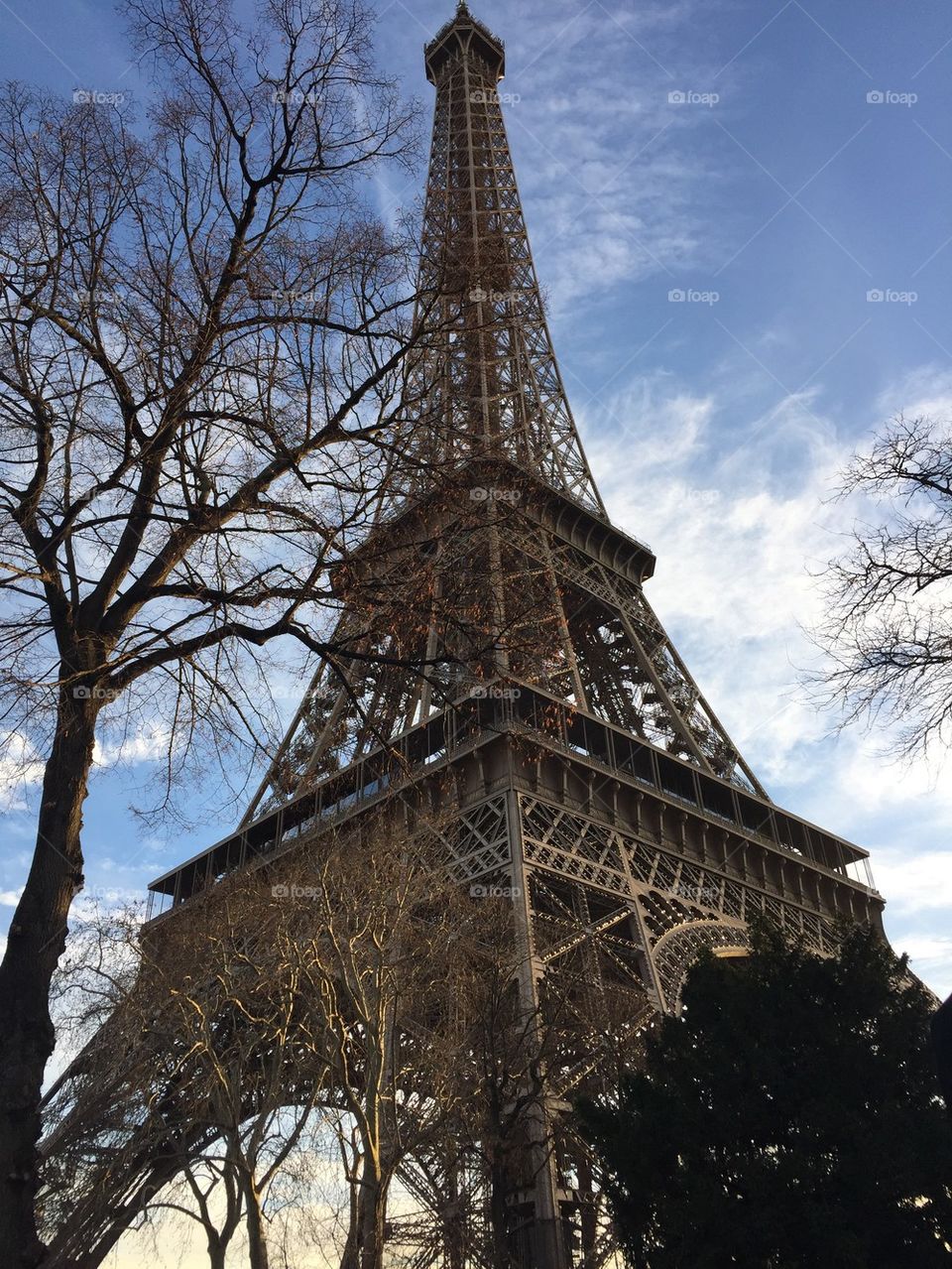 Eiffel Tower through bare trees