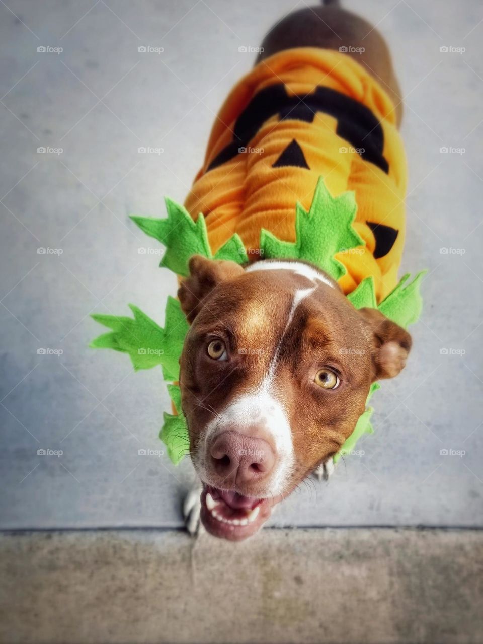 My Sweet Smiling Puppy Dog in Her Great Pumpkin Costume for Halloween 🎃