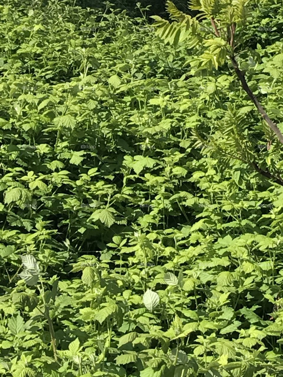 Beautiful trees and plants in Kirkland, WA.